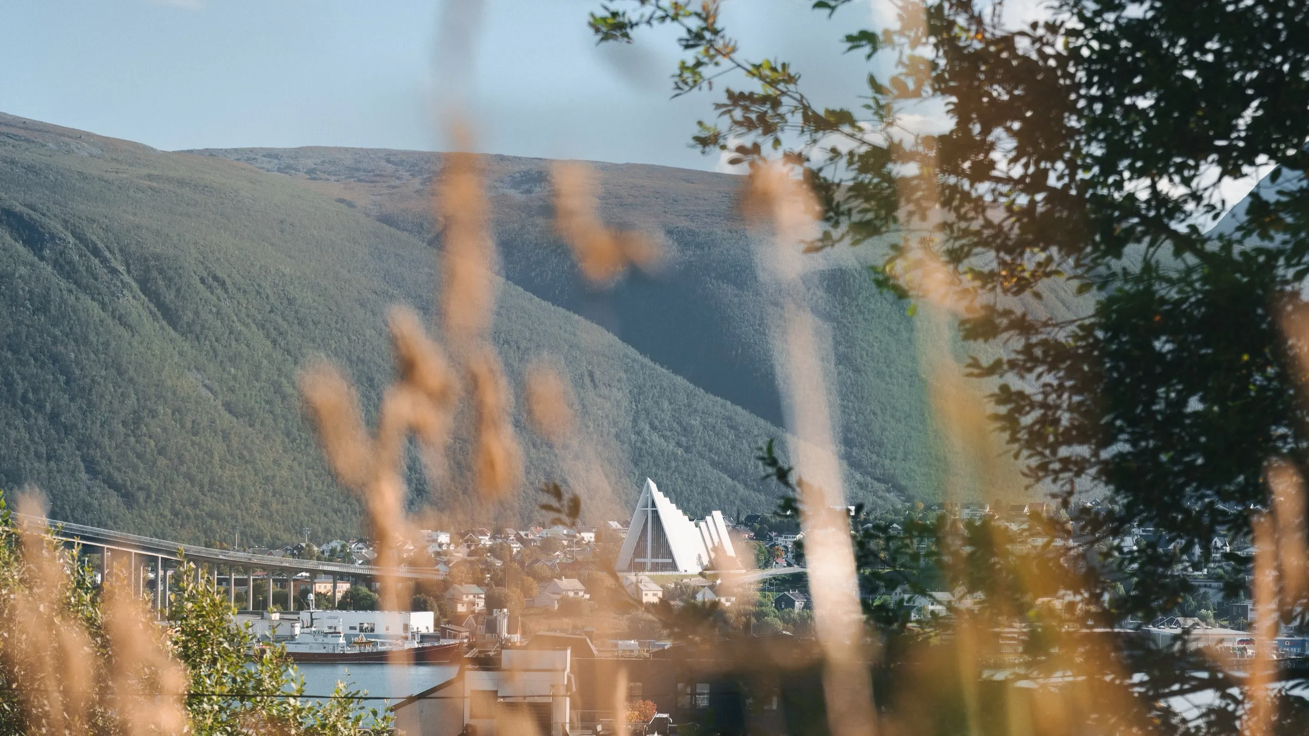 Tromsø sett gjennom høyt sommergress, med brua og Ishavskatedralen ved foten av et grønt fjell