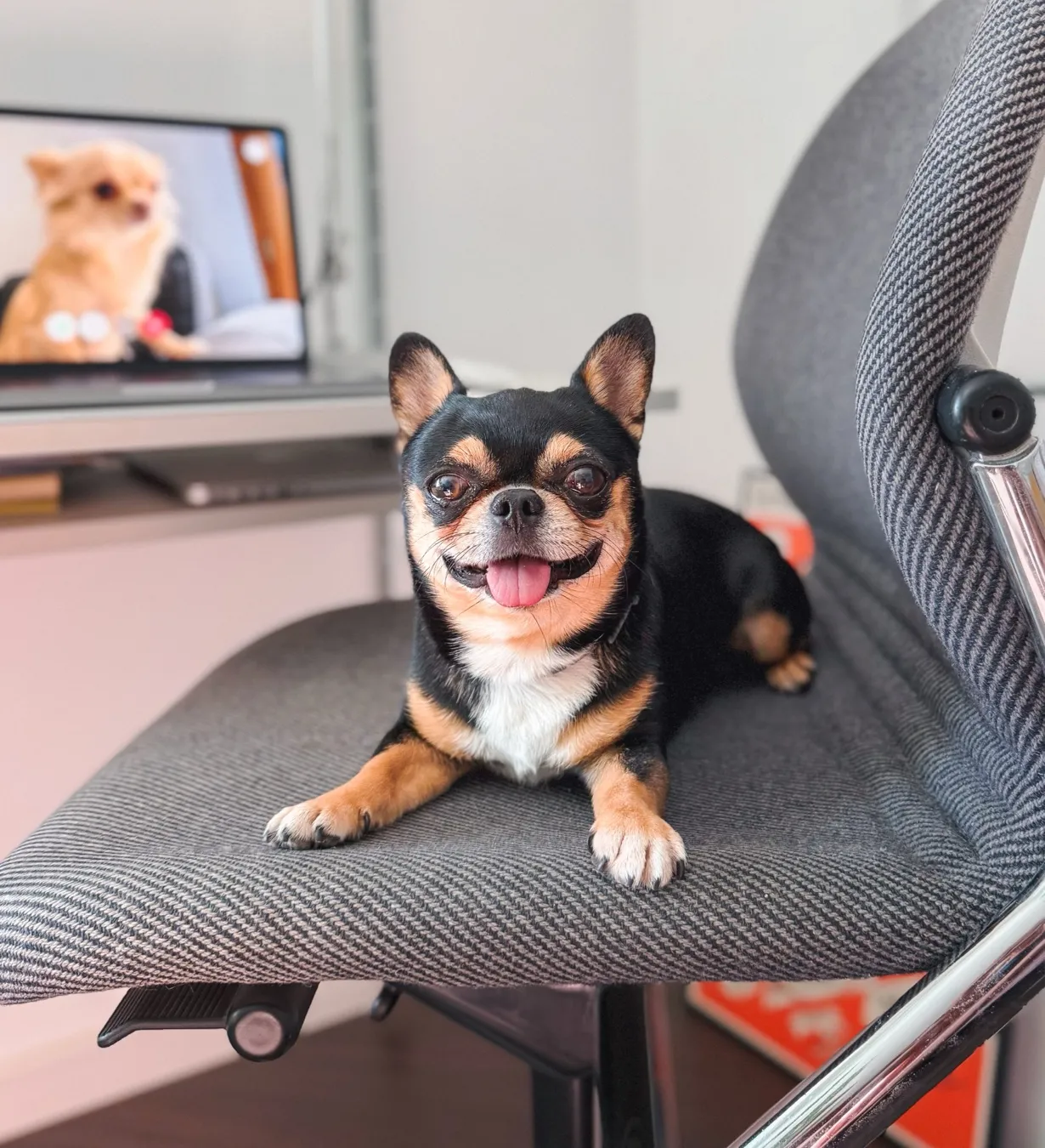 Señor Curaj the dog on an office chair, in a Teams meeting with another pup on the laptop screen in the background