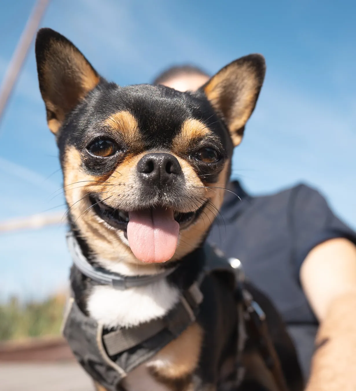 Hunden Señor Curaj med tunga ute